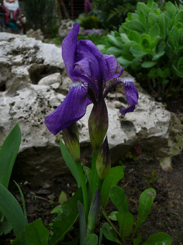 Iris Atropurpurea